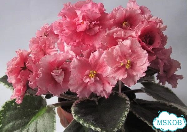 Фиалка Северный рододендрон фото 8