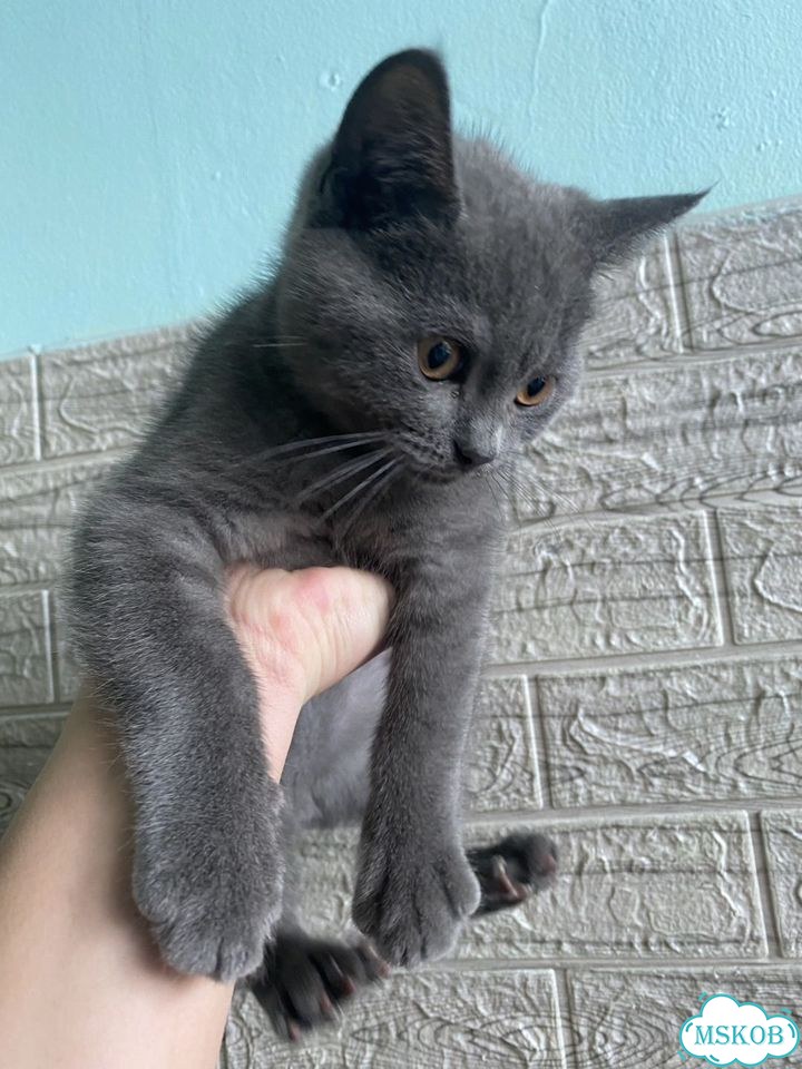 Шотландский прямоухий короткошёрстный котёнок фото 7