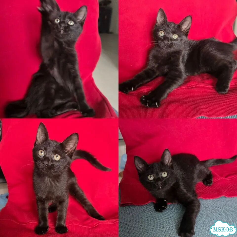 Котёнок в добрые руки фото 1