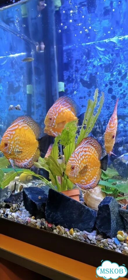 Дискусы рыбки фото 3