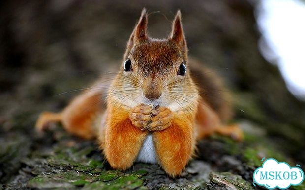 Samsung 350V5C 562044 фото 1