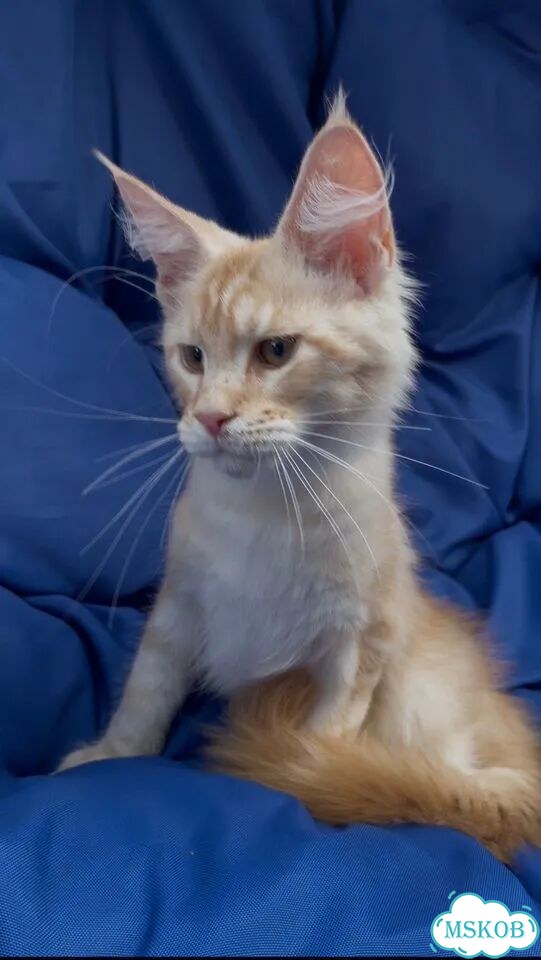 Мейн-кун котёнок фото 3