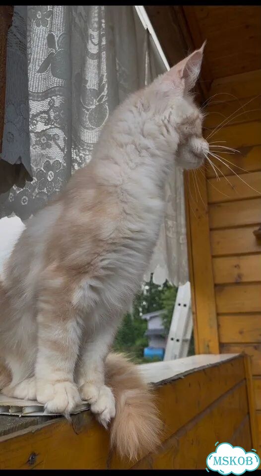 Мейн-кун котёнок фото 4