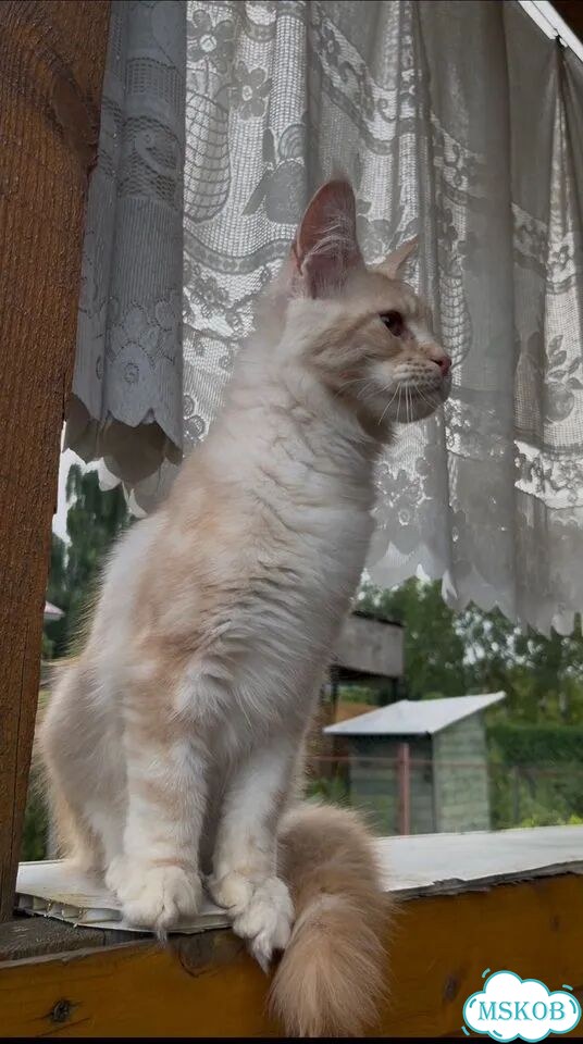 Мейн-кун котёнок фото 5