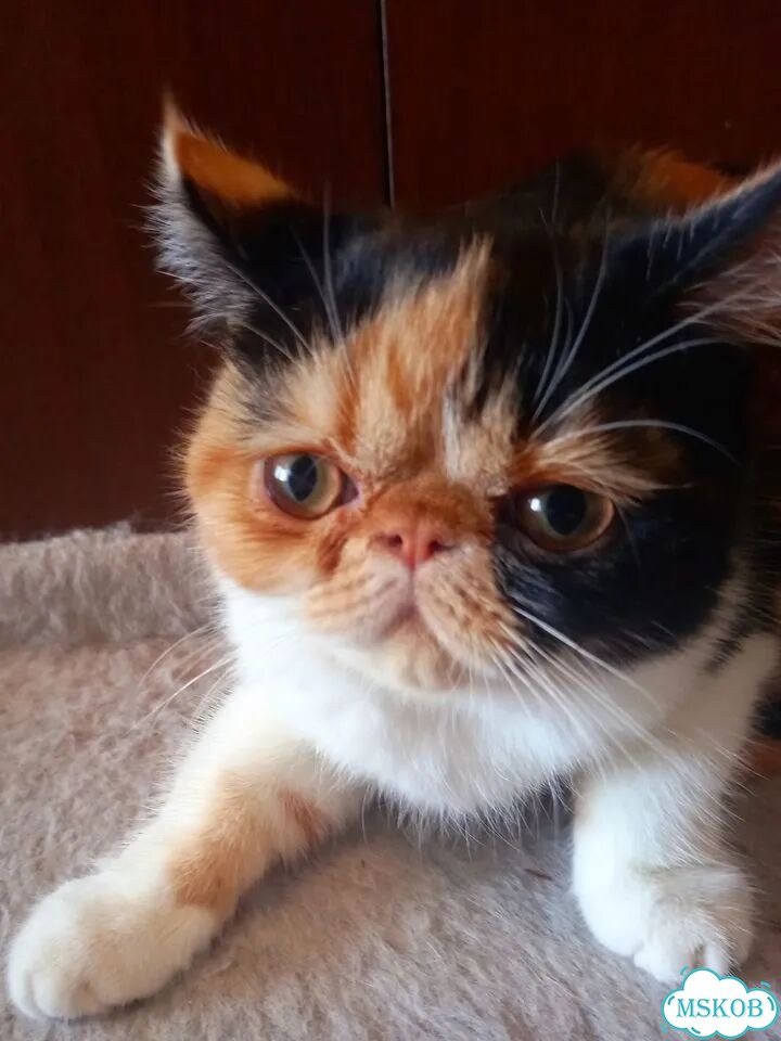 Экзотический короткошёрстный котёнок фото 2
