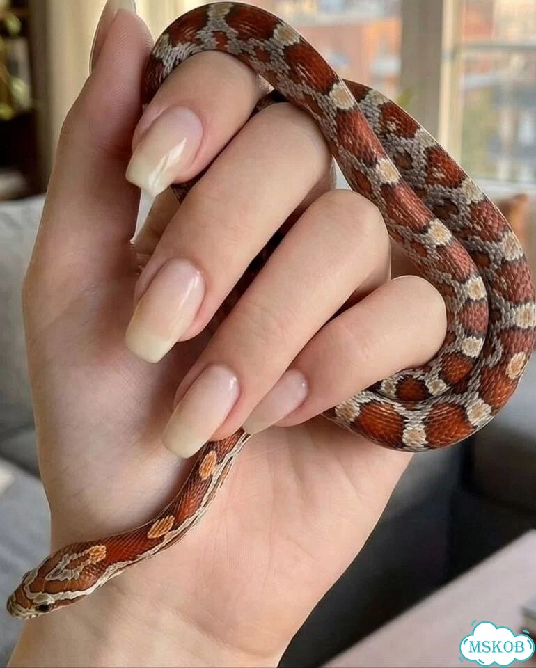 Террариум для змеи/змей(top design snake EuCity фото 4