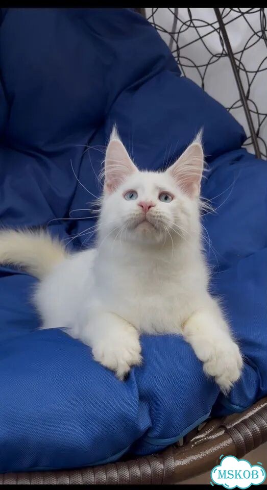 Мейн-кун котёнок фото 3