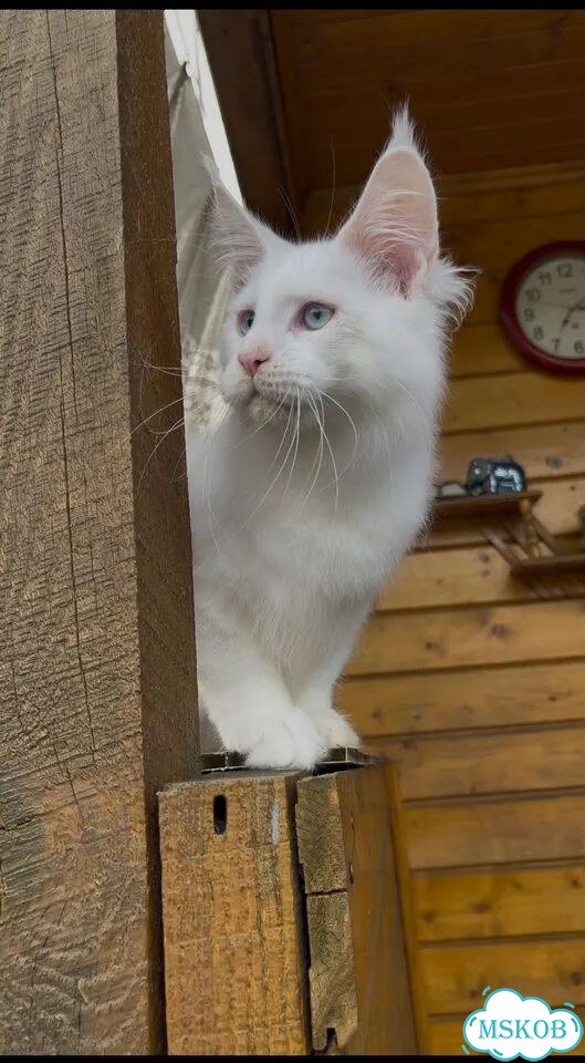 Мейн-кун котёнок фото 4