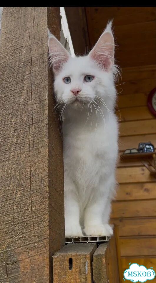 Мейн-кун котёнок фото 6