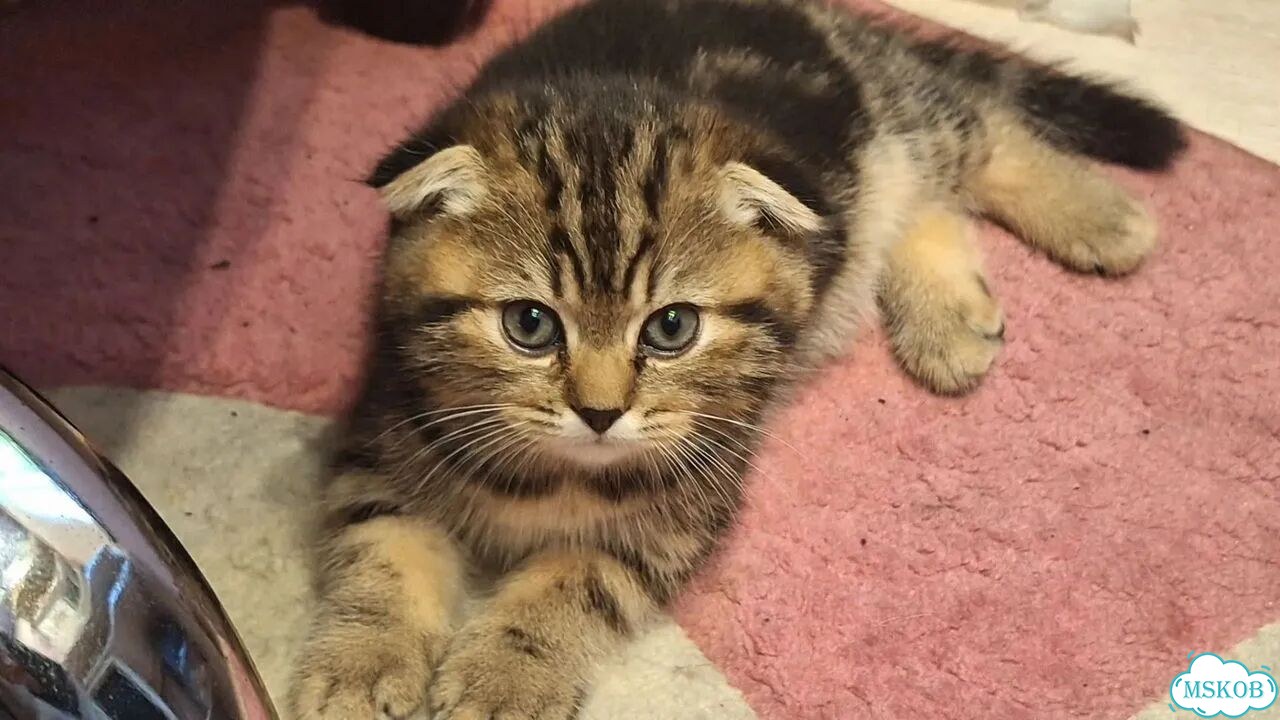 Шотландский вислоухий фото 1