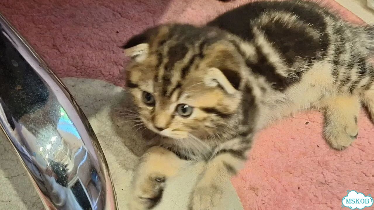 Шотландский вислоухий фото 2