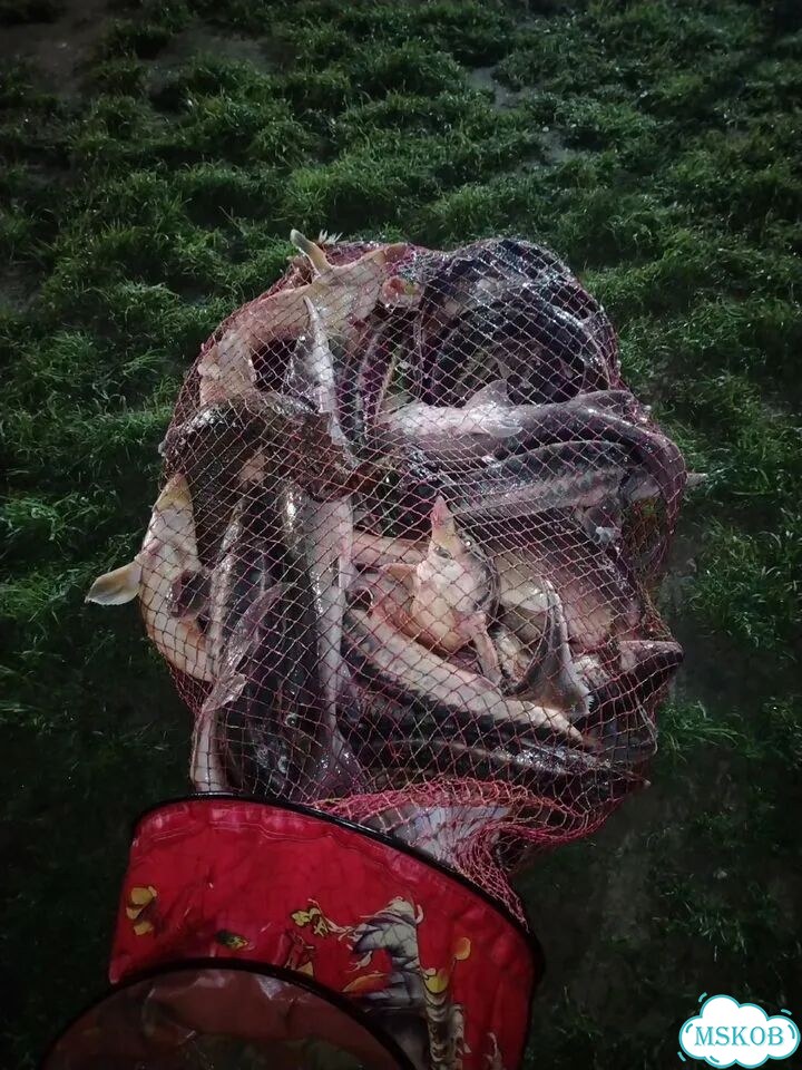 Свежая рыба фото 1
