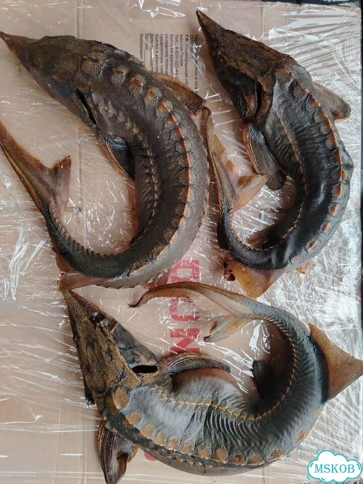 Свежая рыба фото 2