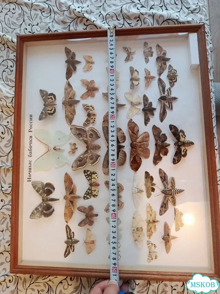 Панно из ночных бабочек фото 2