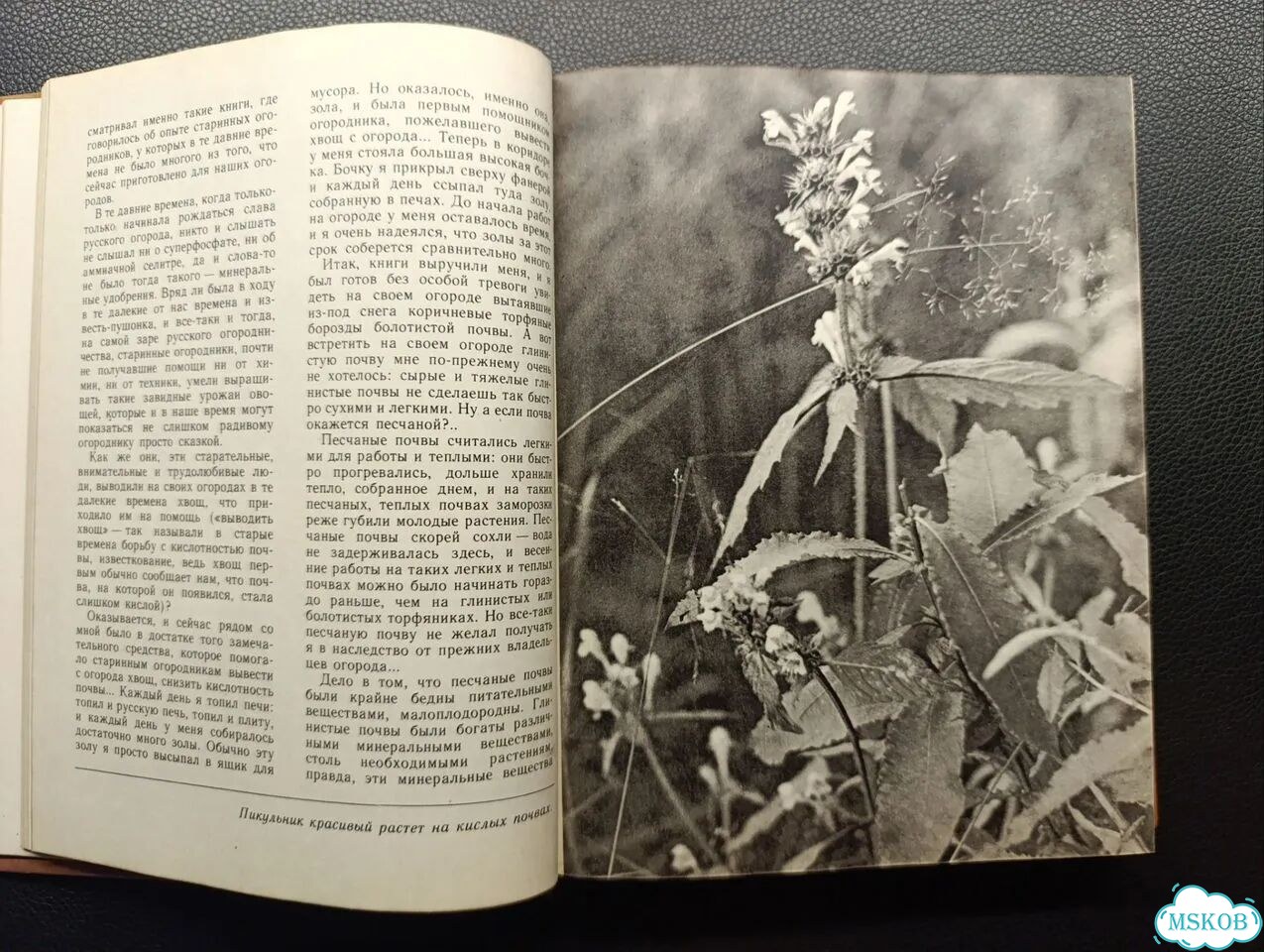 Онегов. Школа юннатов. 1982 фото 7