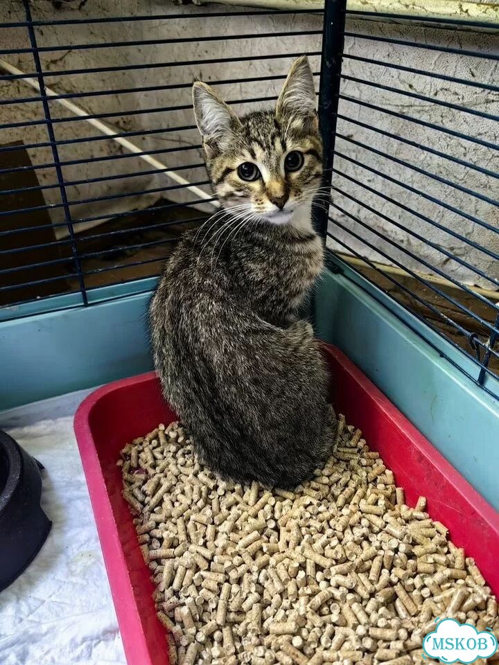 Котёнок от частного владельца фото 1