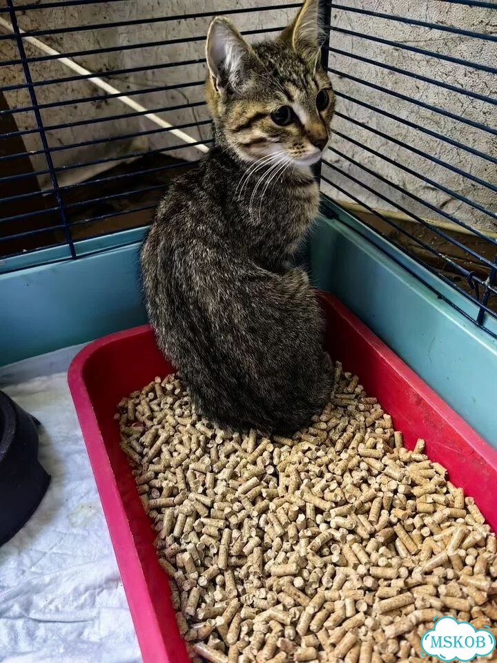 Котёнок от частного владельца фото 2