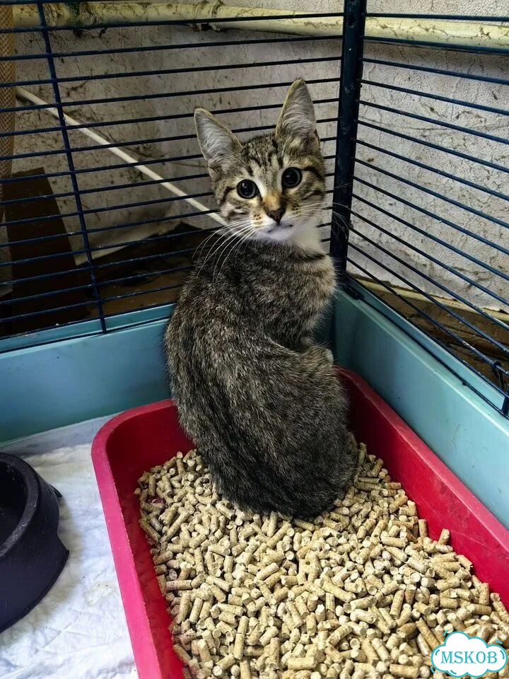 Котёнок от частного владельца фото 3