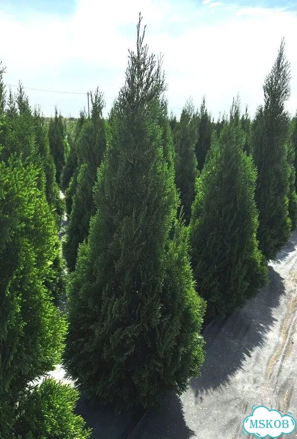 Туя Смарагд 157 см фото 4