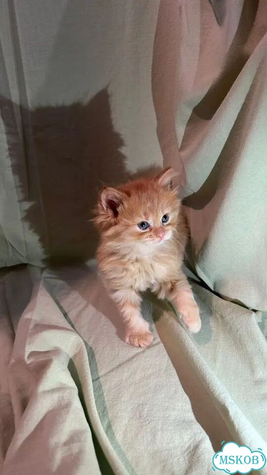 Шотландский вислоухий длинношёрстный котёнок фото 1