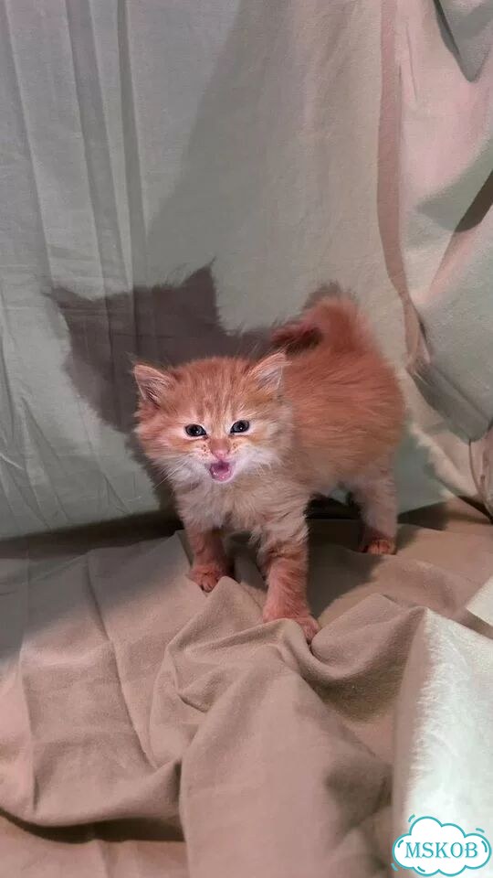 Шотландский вислоухий длинношёрстный котёнок фото 2