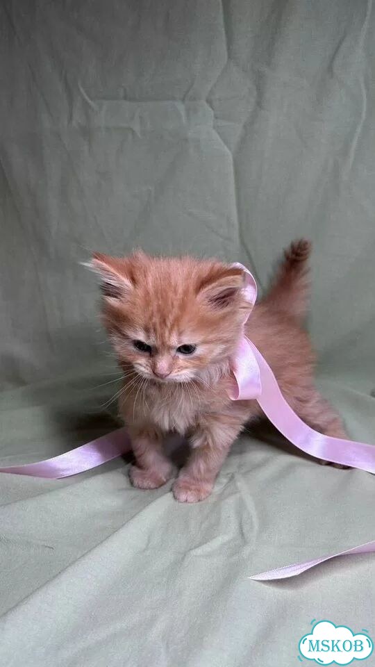 Шотландский вислоухий длинношёрстный котёнок фото 3
