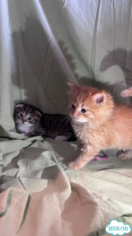 Шотландский вислоухий длинношёрстный котёнок фото 4