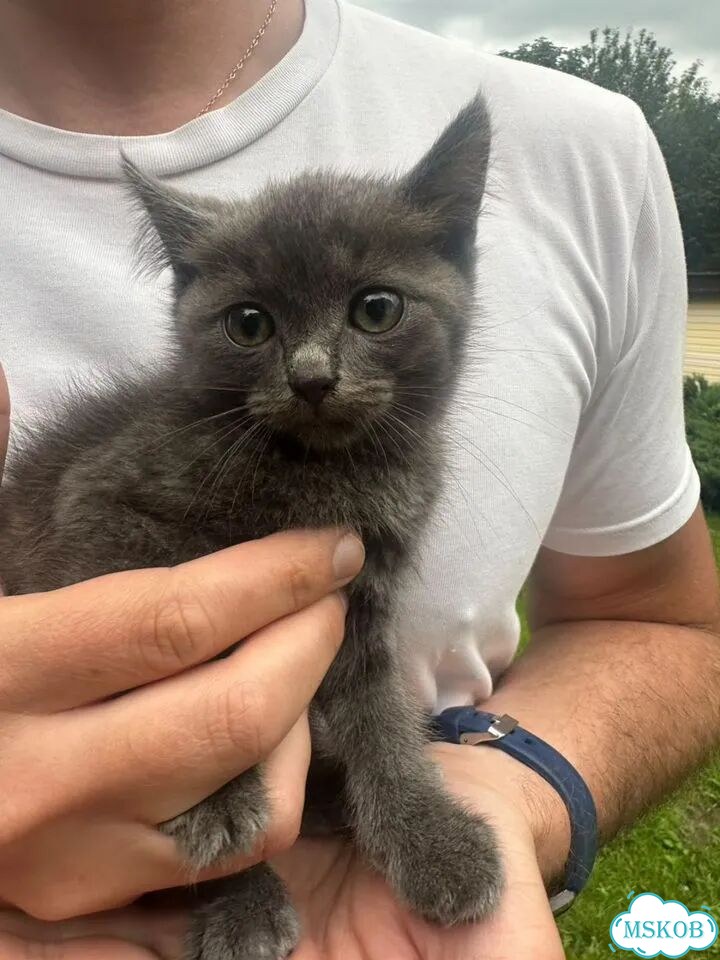 Русский голубой котёнок фото 1