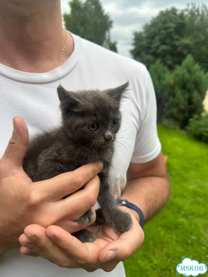 Русский голубой котёнок фото 2