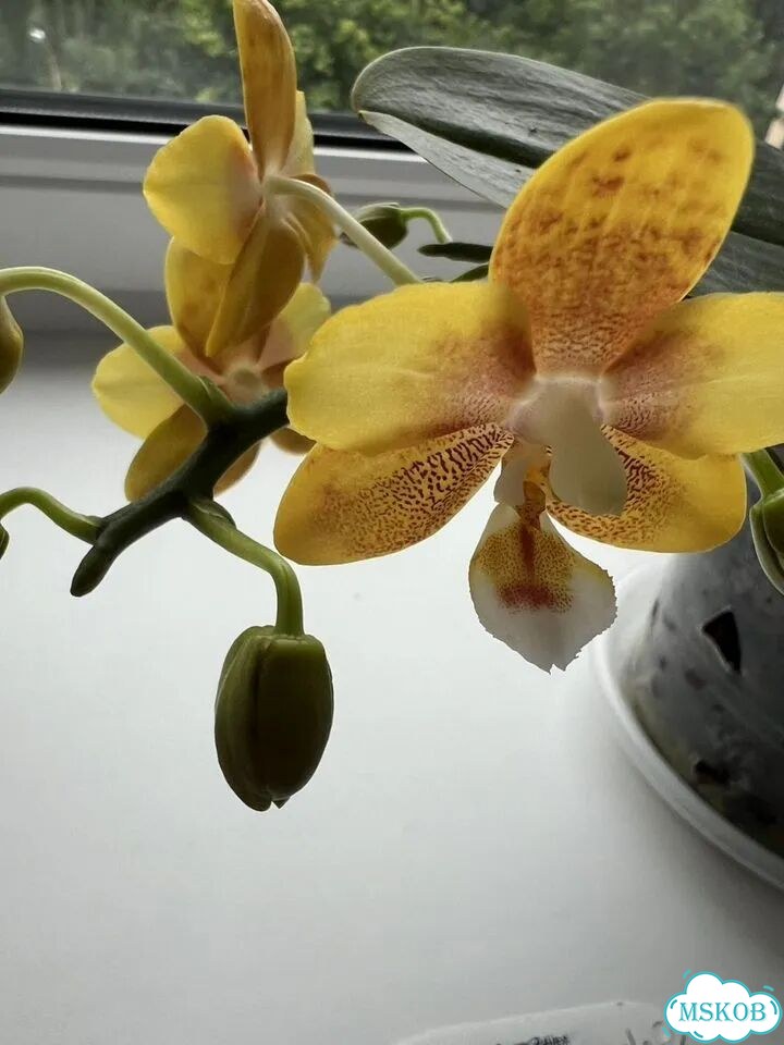 Орхидея фаленопсис Phal Gureen Work Giala фото 1