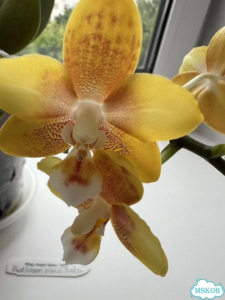 Орхидея фаленопсис Phal Gureen Work Giala фото 2
