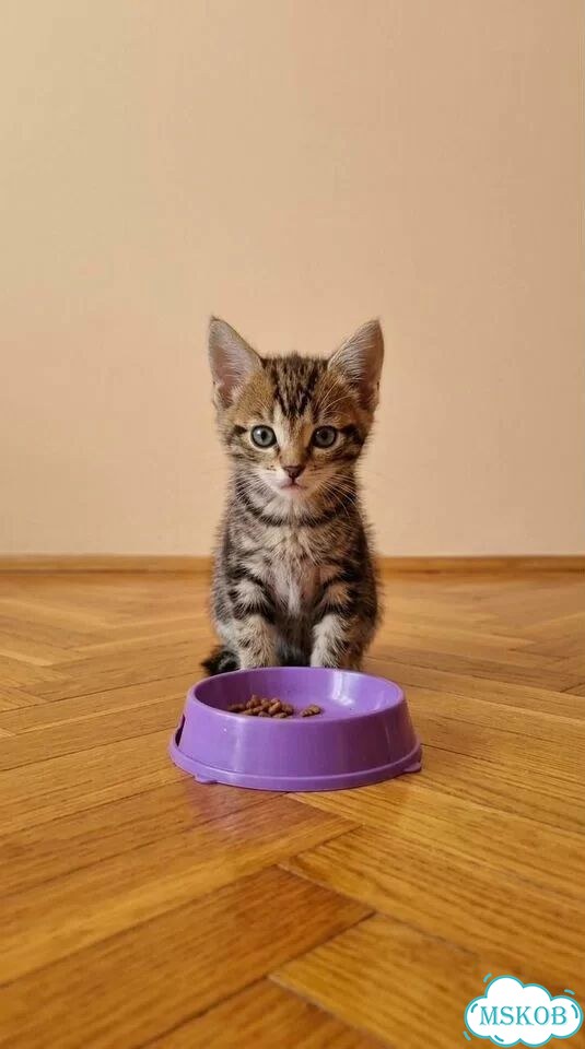 Котёнок в добрые руки фото 1
