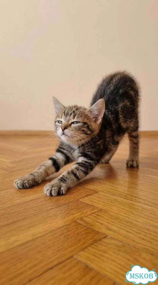 Котёнок в добрые руки фото 2