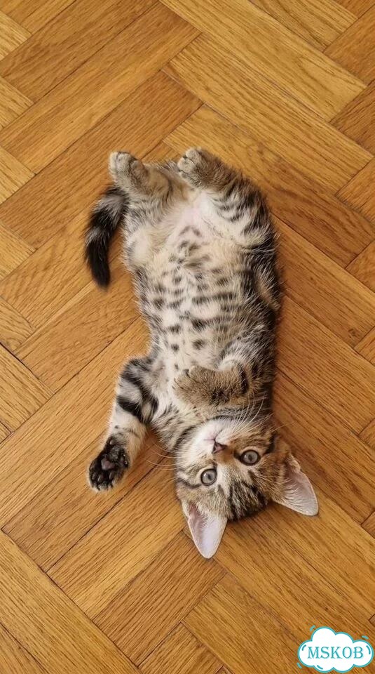 Котёнок в добрые руки фото 3