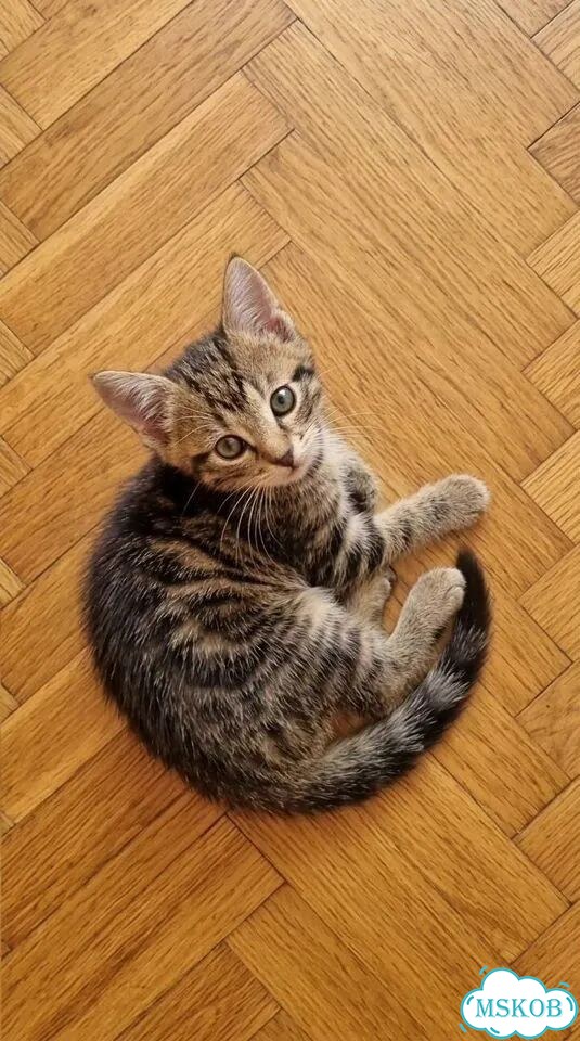 Котёнок в добрые руки фото 4