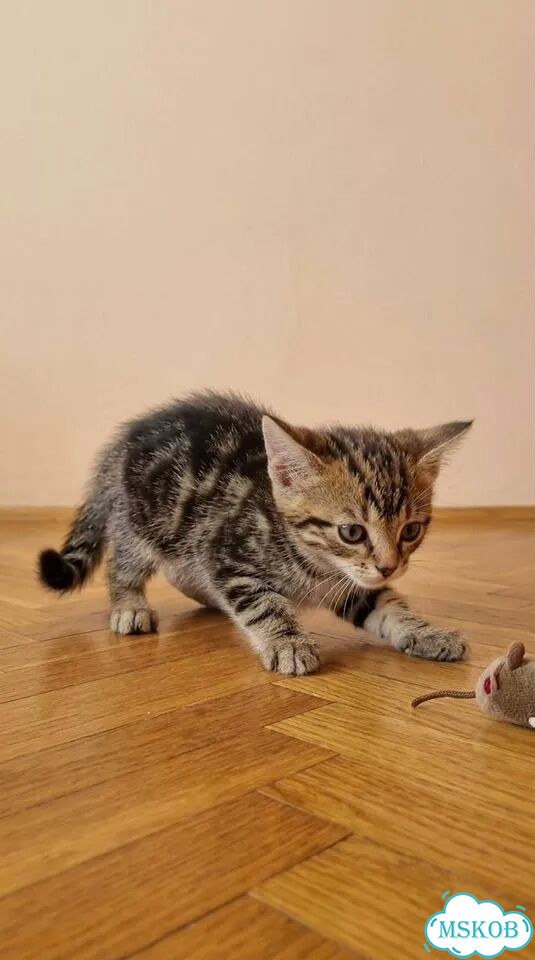Котёнок в добрые руки фото 5