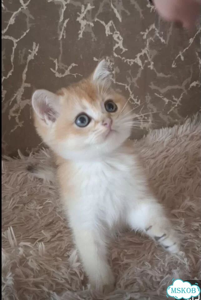 Шотландский прямоухий короткошёрстный котёнок фото 1