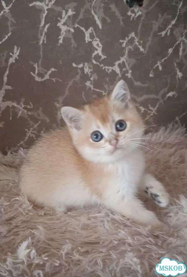 Шотландский прямоухий короткошёрстный котёнок фото 2