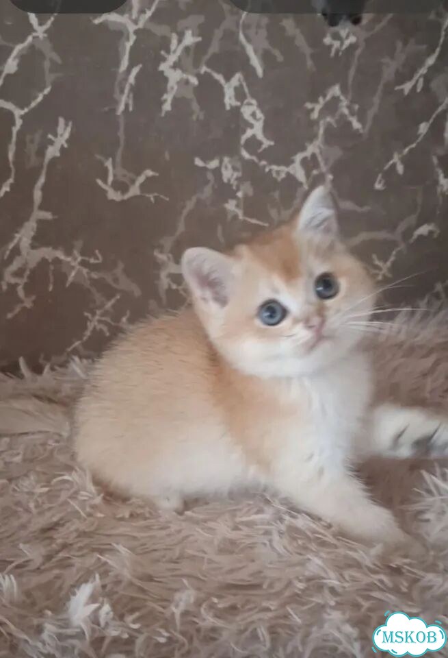 Шотландский прямоухий короткошёрстный котёнок фото 3