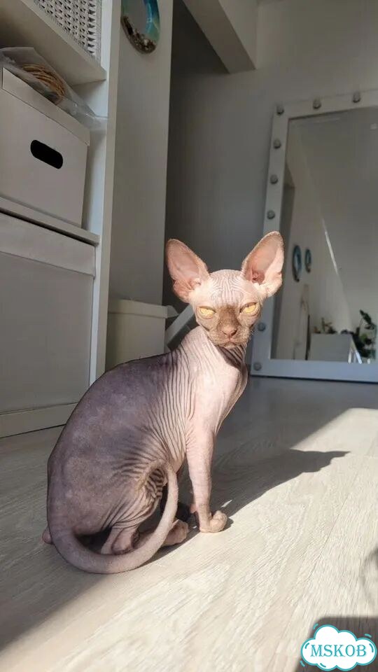Канадский сфинкс котёнок фото 1