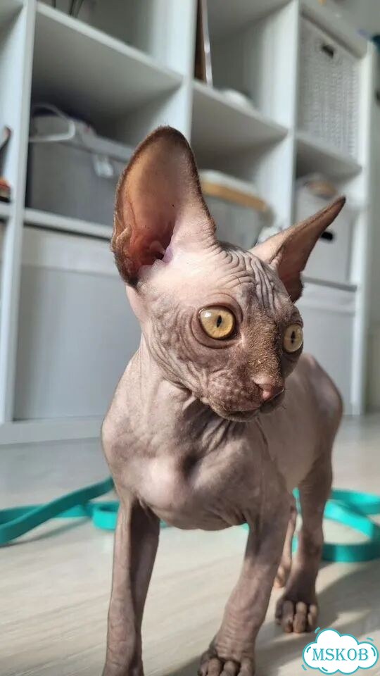 Канадский сфинкс котёнок фото 2