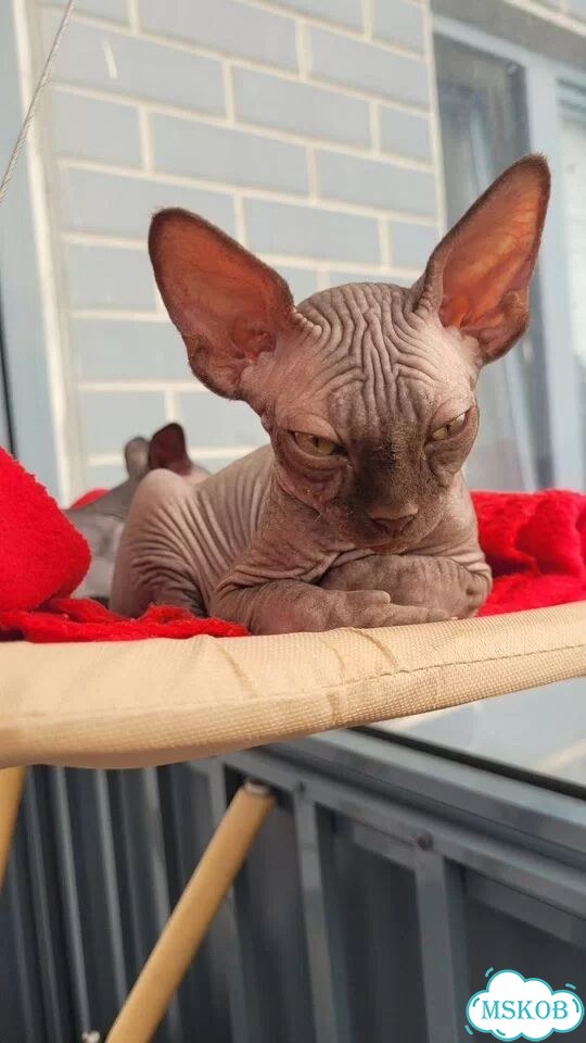 Канадский сфинкс котёнок фото 5