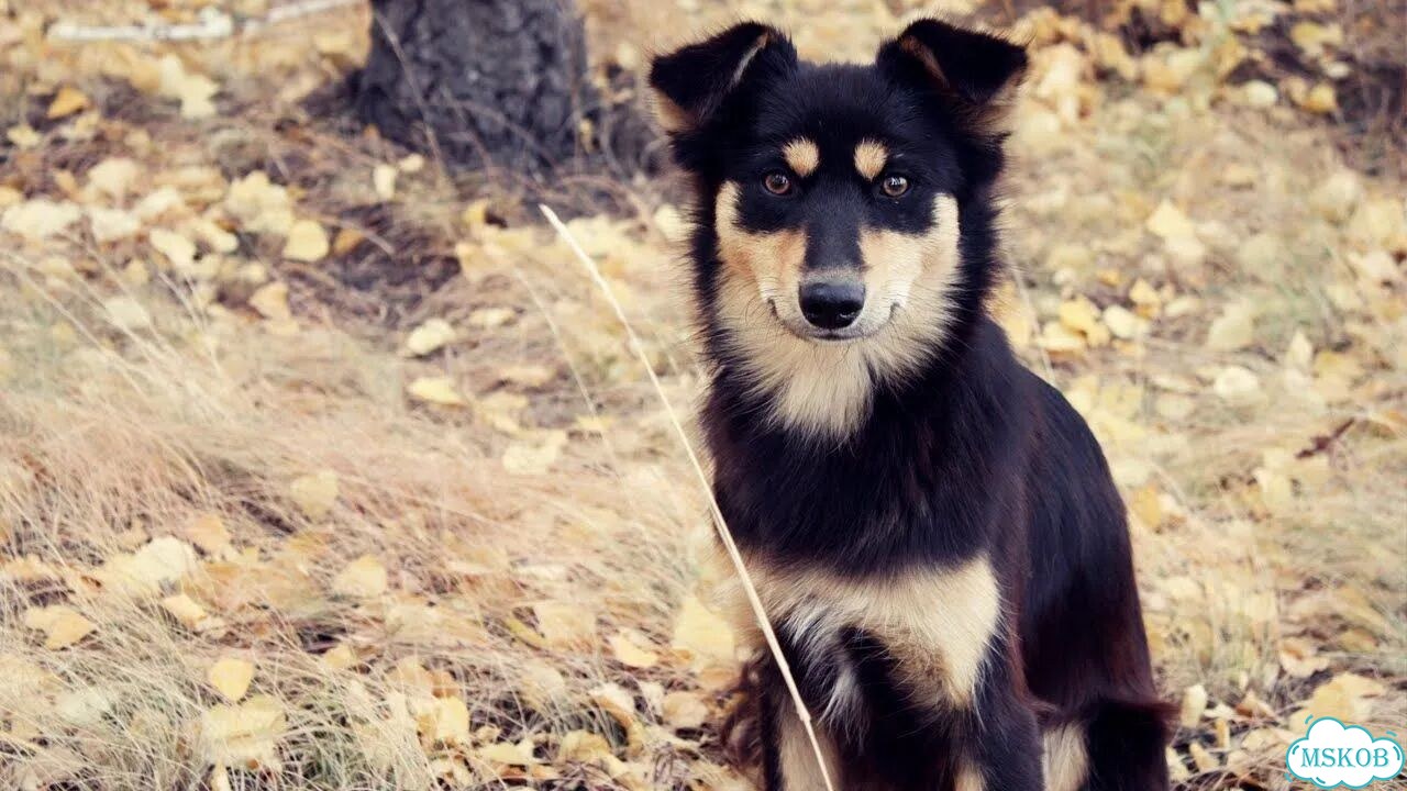 Орхидея фаленопсис розово - вишнёвый 579277 фото 1