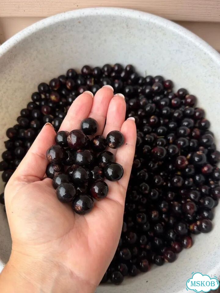 Черная смородина ягода фото 1
