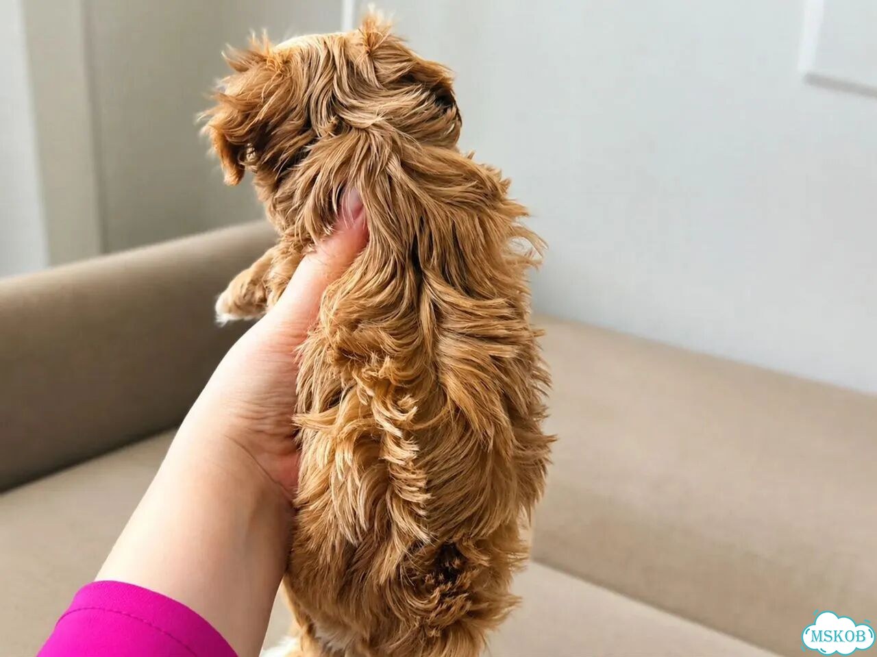 Мальтипу, щенок фото 6