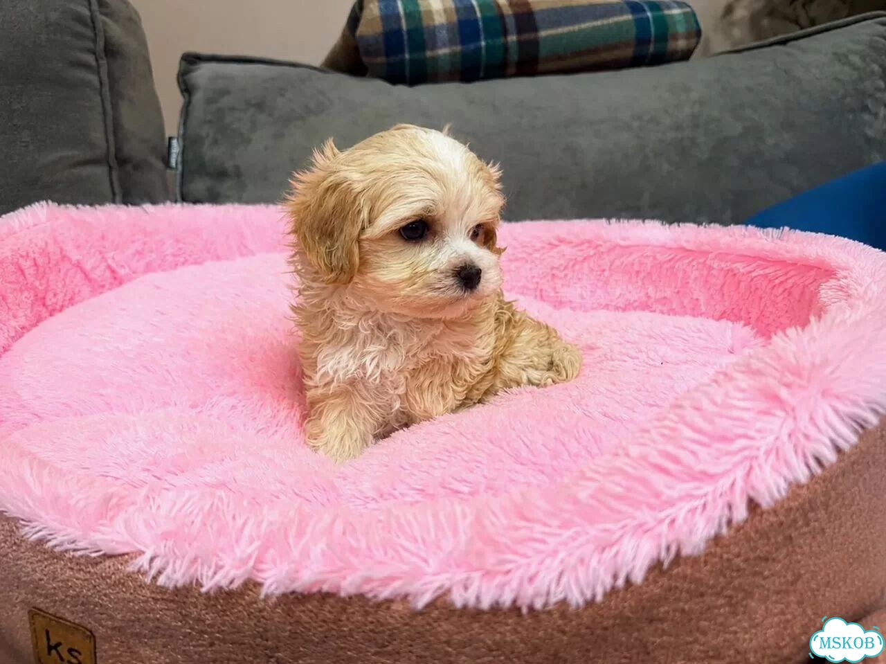 Мальтипу, щенок фото 4