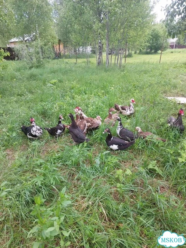 Утята индоутки фото 4