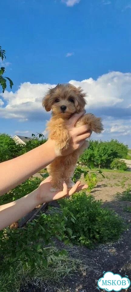 Мальтипу, щенок фото 1