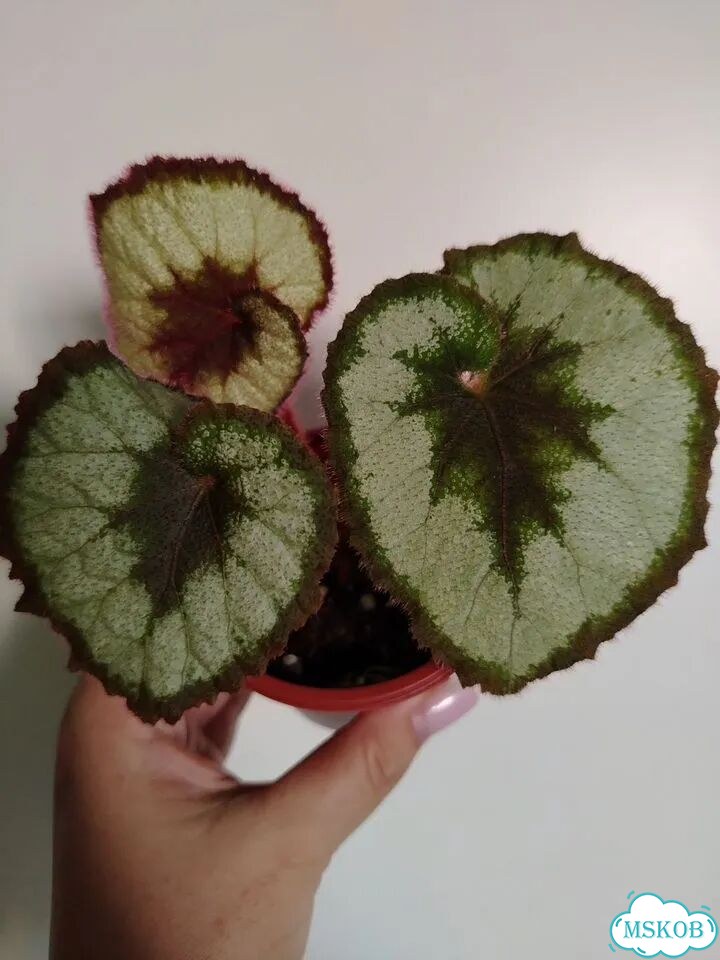Кактус фото 3