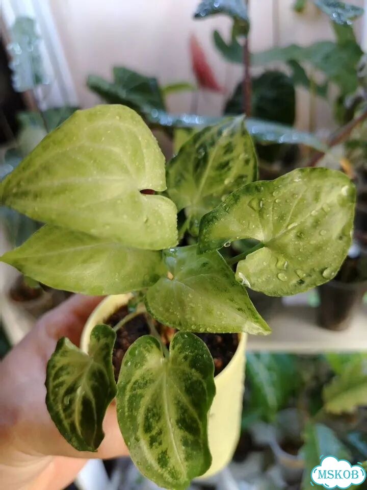 Кактус фото 5